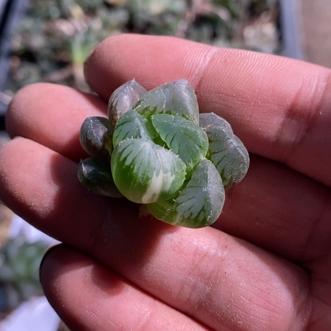 6187 一颗大眼珠子。 超级福利