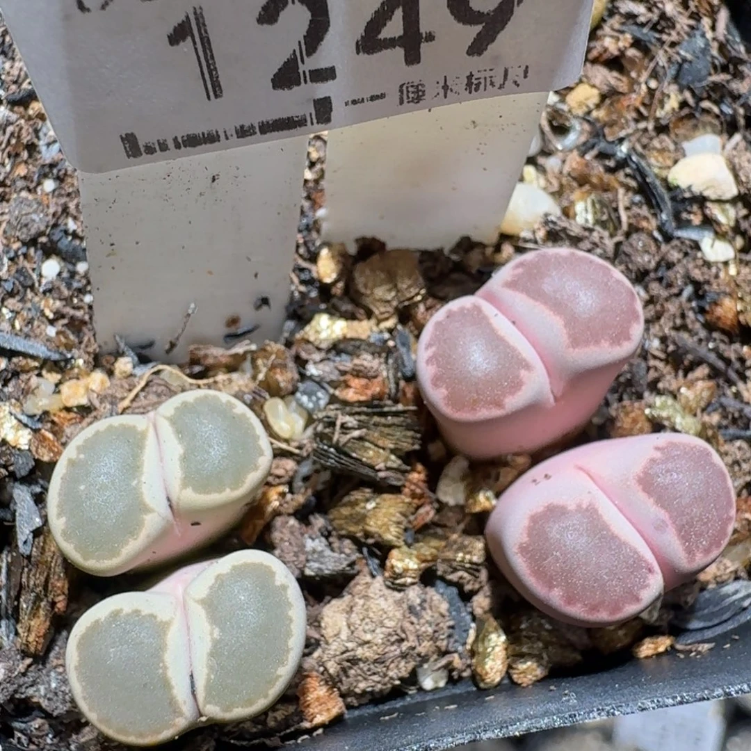 zzz冬日暖心福利1249