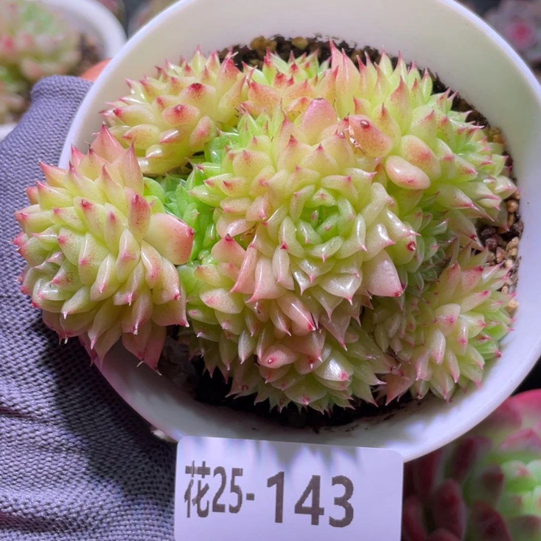 花利美25-143麦秆