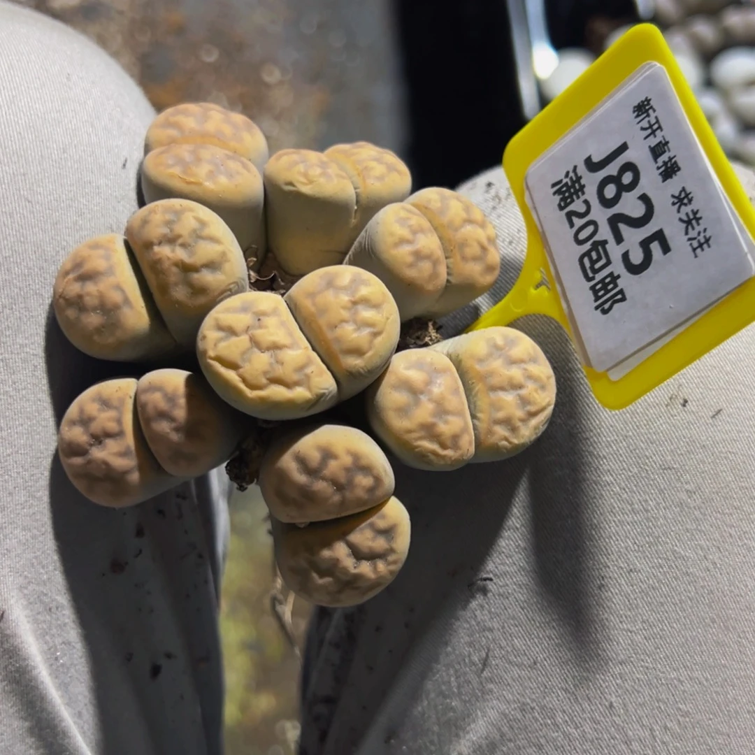 ****～825 生石花大群生一物一拍