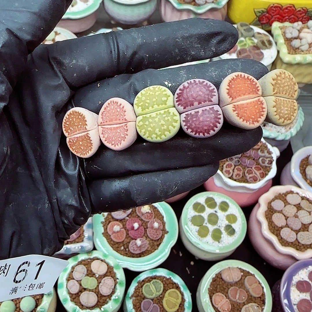 生石花满18包邮1127-61