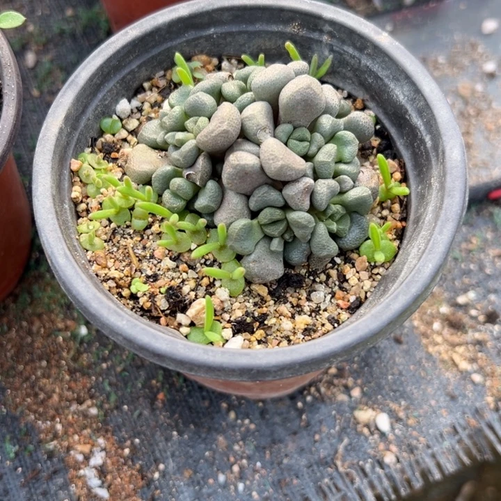 唐扇，一物一拍，脱土