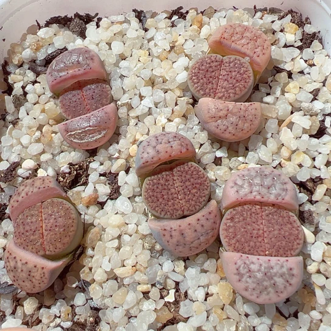 @****.207-522.我的小可爱