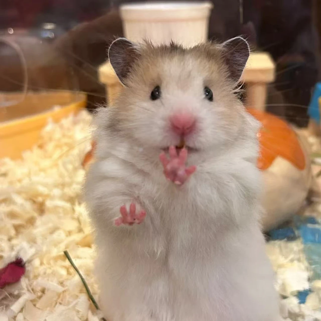 丫丫熊屋家养优质长毛短毛 金丝熊玻利藤盒发货