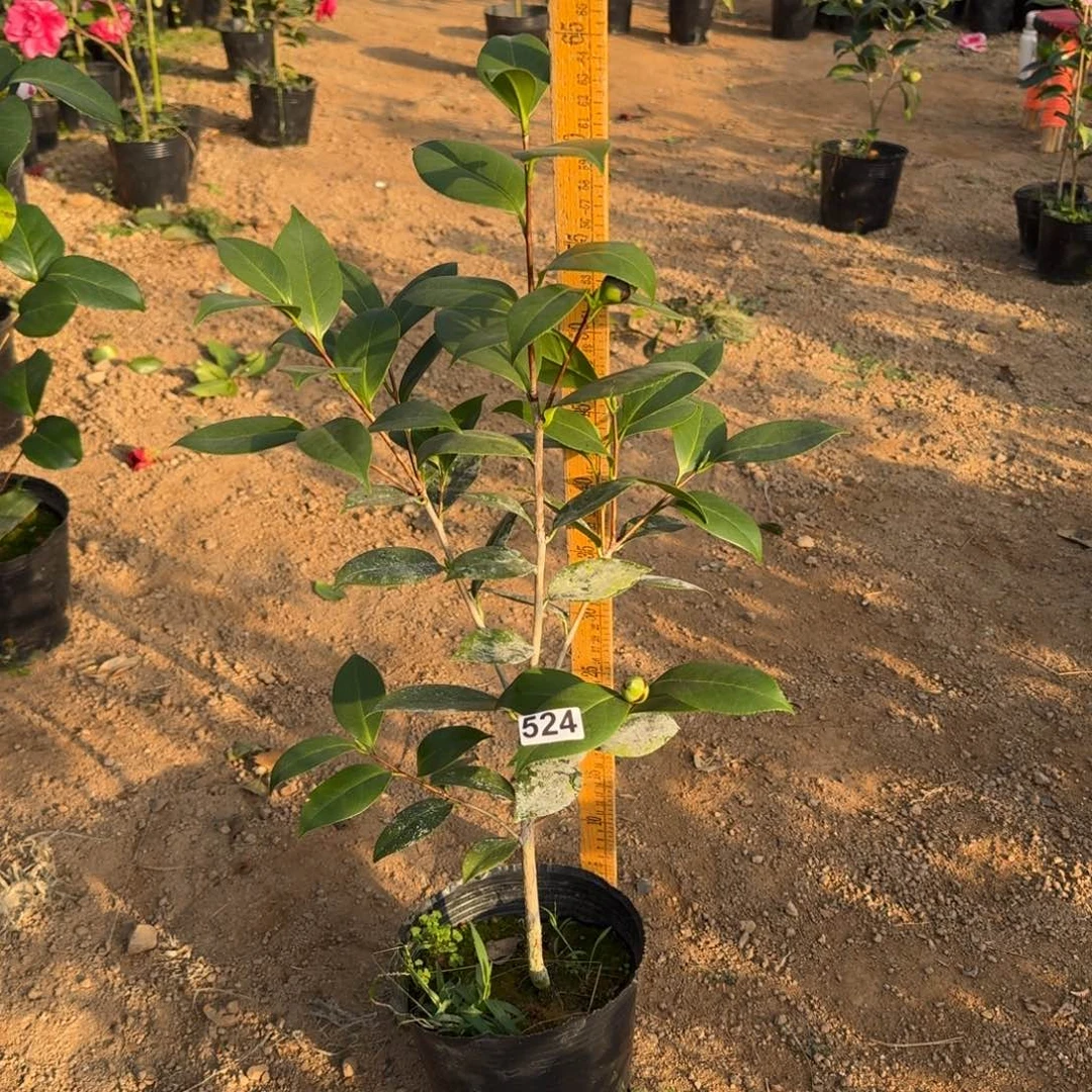 少量花朵（建议范围：2朵-5朵 或40%以下）524白贝蒂雪菲尔