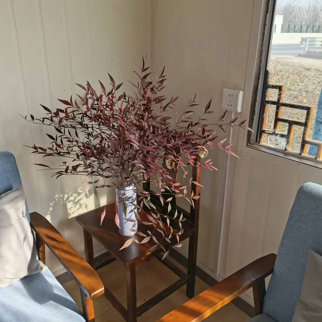 南天竹水培植物室内盆栽四季常青易养桌面绿植火焰红深秋初冬红叶