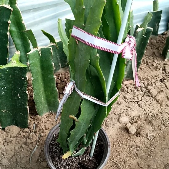 微***零完全开放令箭何花女王