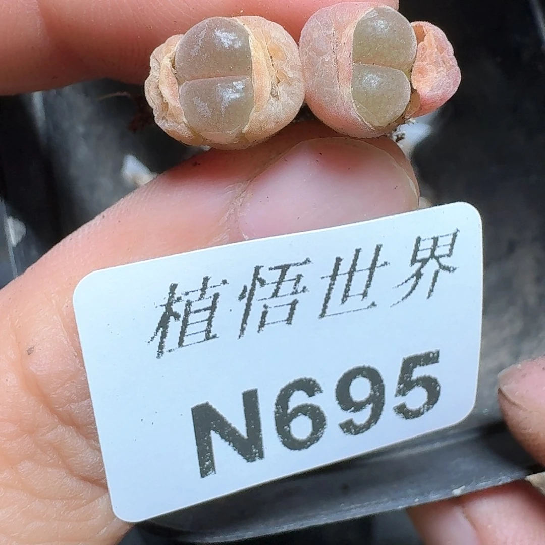 695号多肉植物提取f