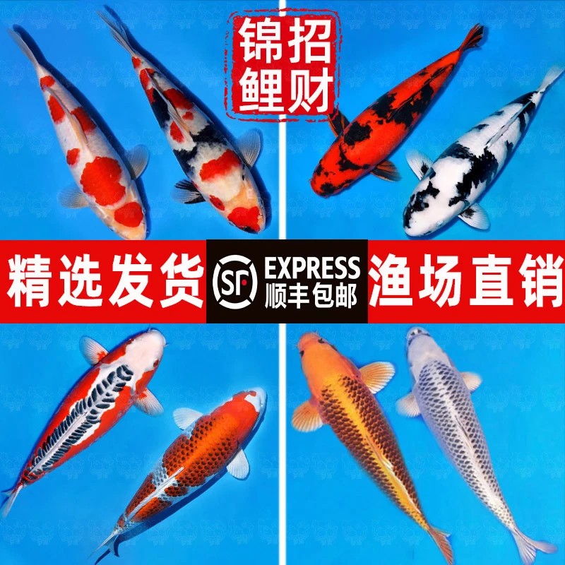 顺丰锦鲤活鱼观赏鱼鱼苗日本纯种红白三色大型淡水好养耐活冷水鱼