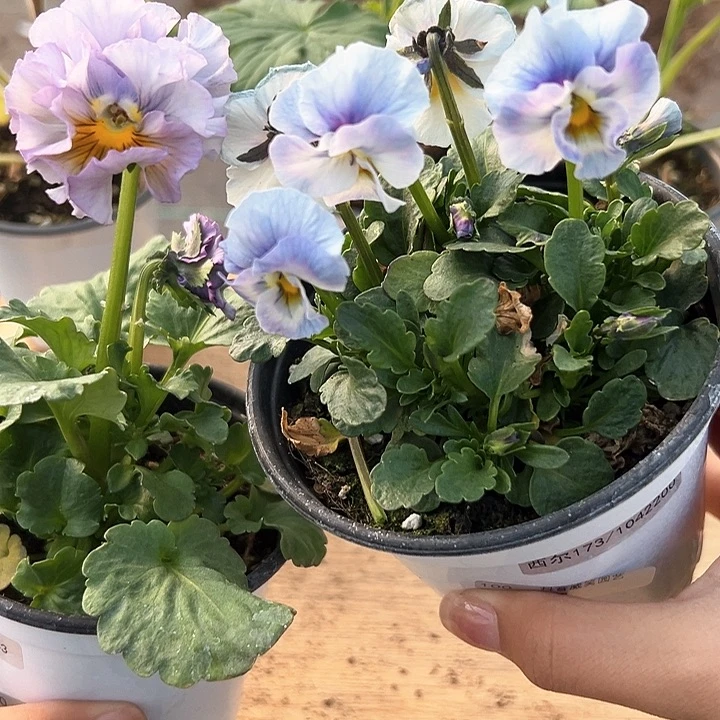 红陶抖音直播闪拍100