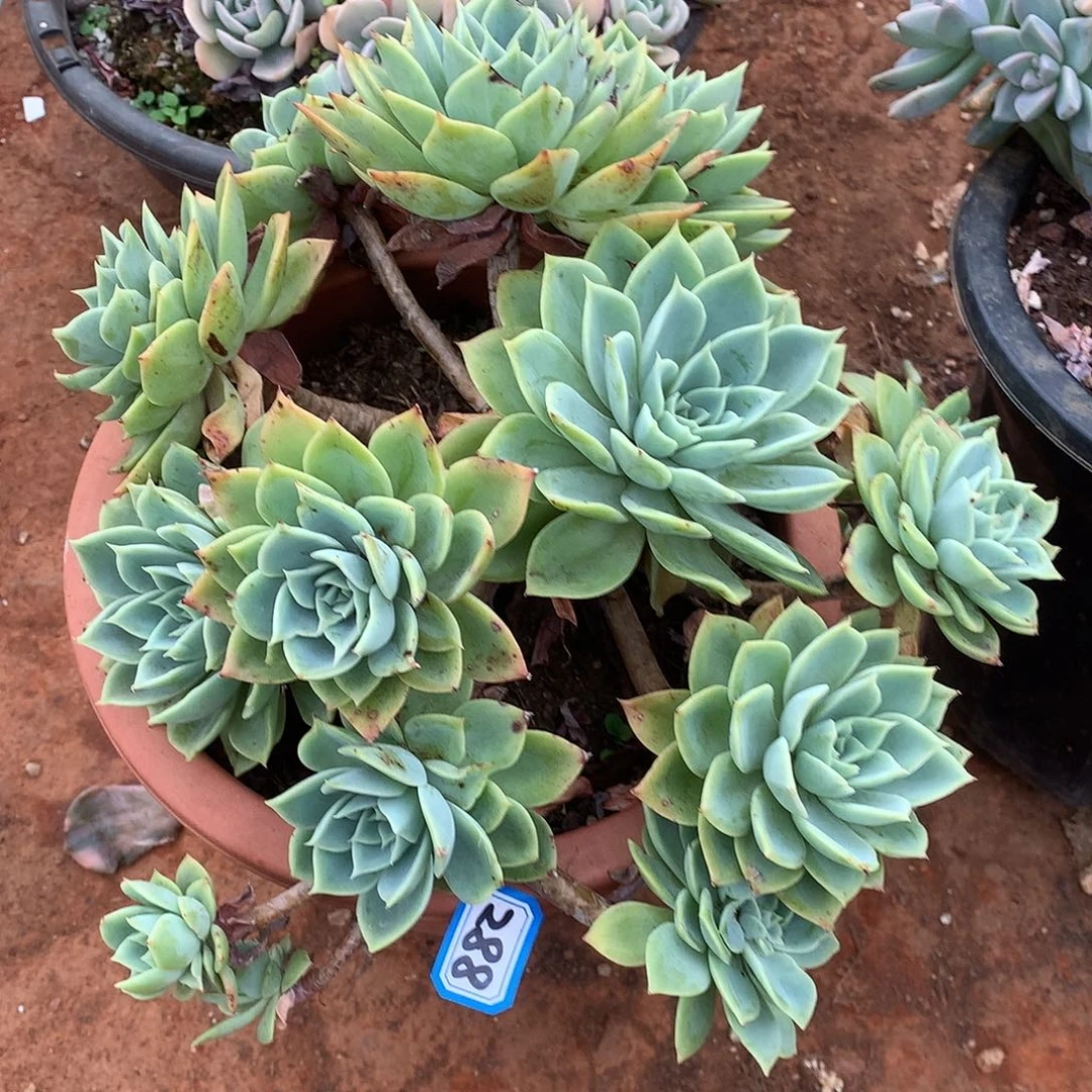 288三色堇 一物一拍多肉