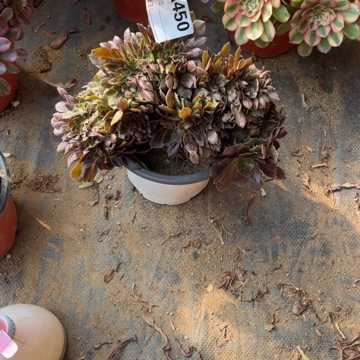 多肉柠檬玫瑰缀化450