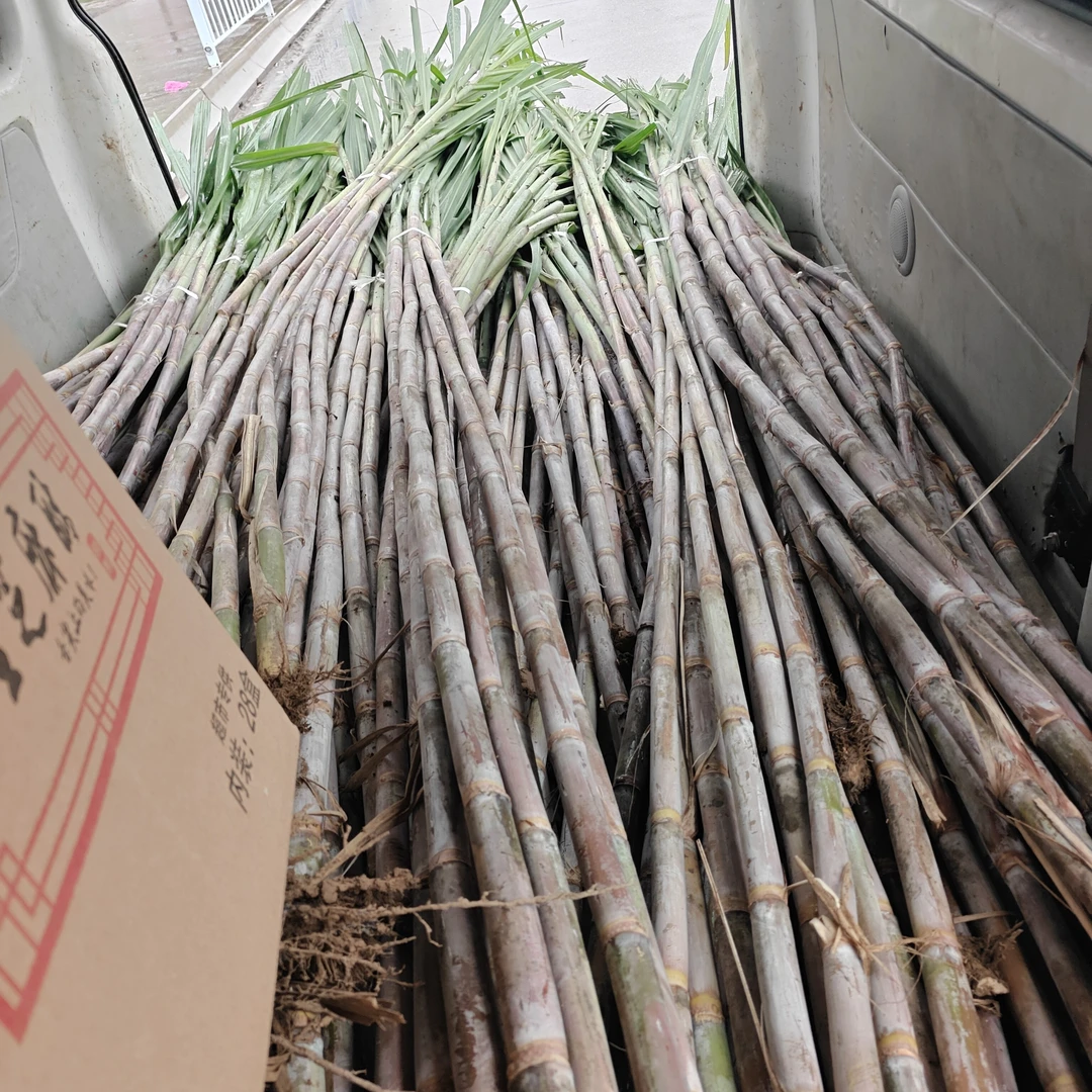 小甘蔗北方特有甜富结甜杆清脆可口
