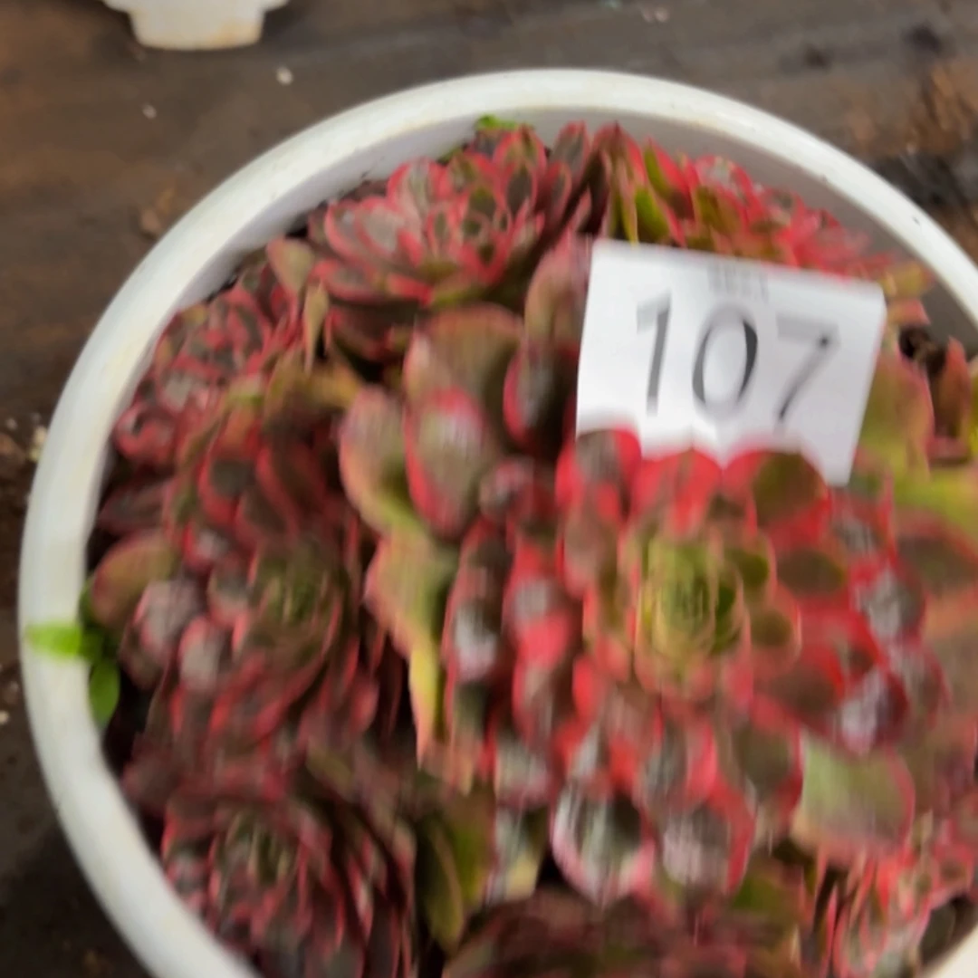 哈哈多肉葡萄福利来107