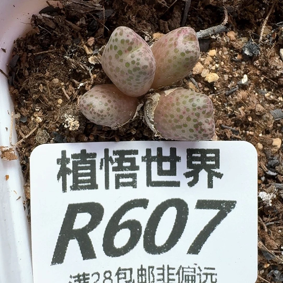 多肉植物多肉植物