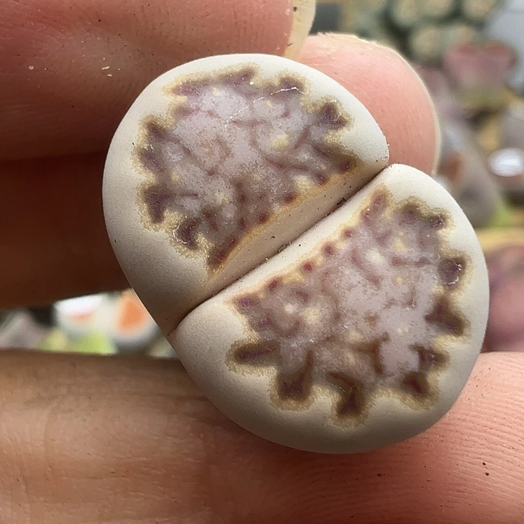 3136下播福利11111111