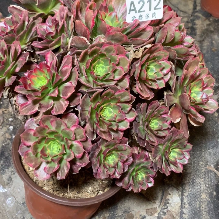 212多肉植物一物一拍