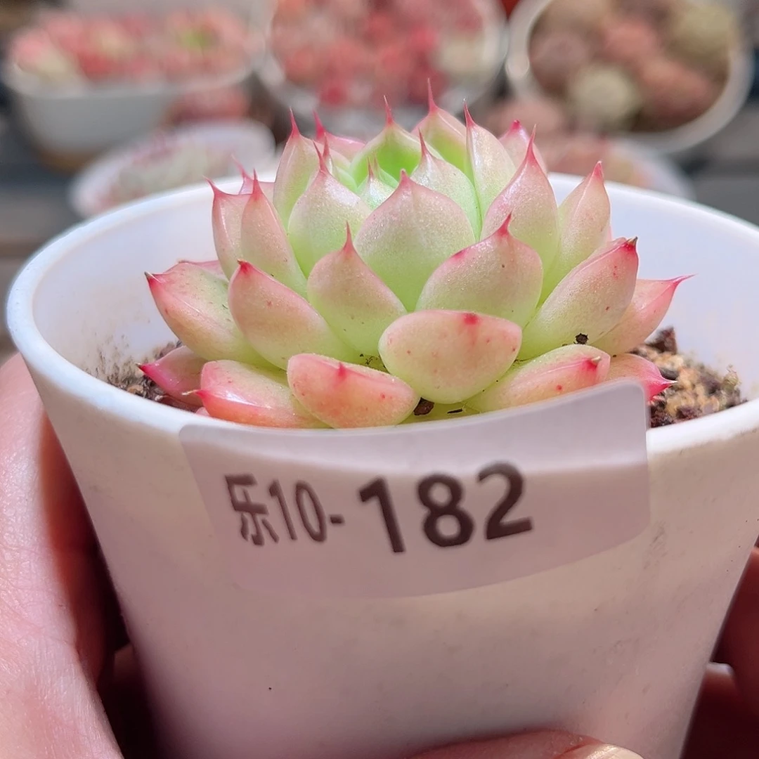 乐10-182 海王单头