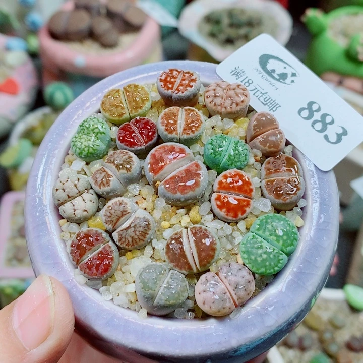 生石花花花花花花883