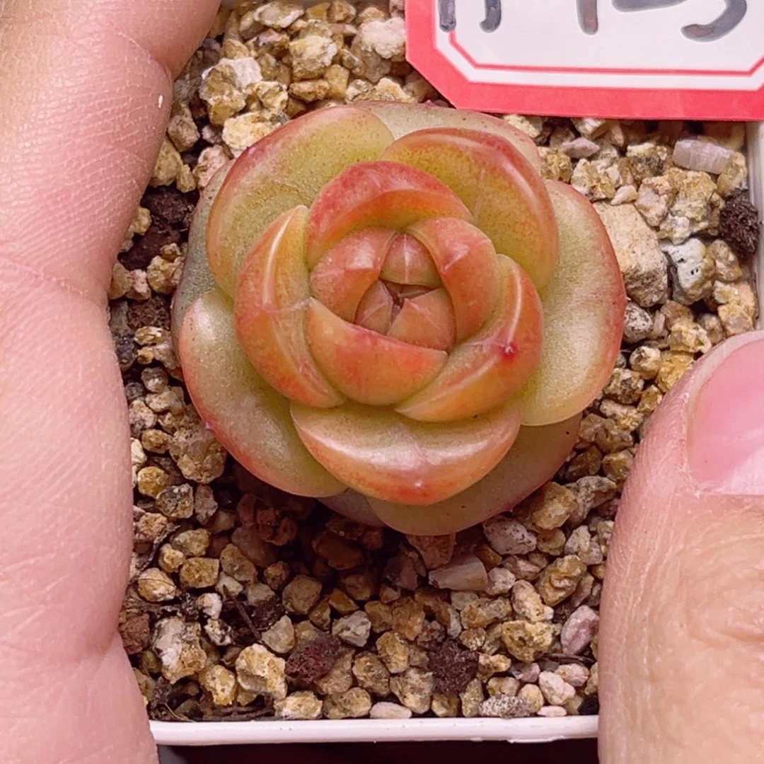 H923一物一拍 醉墨