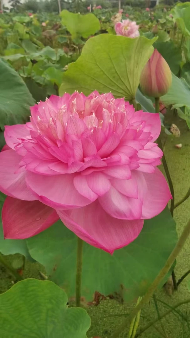 （粉霞）大型精品观赏荷花种藕池栽盆栽高品质造景庭院池塘室内