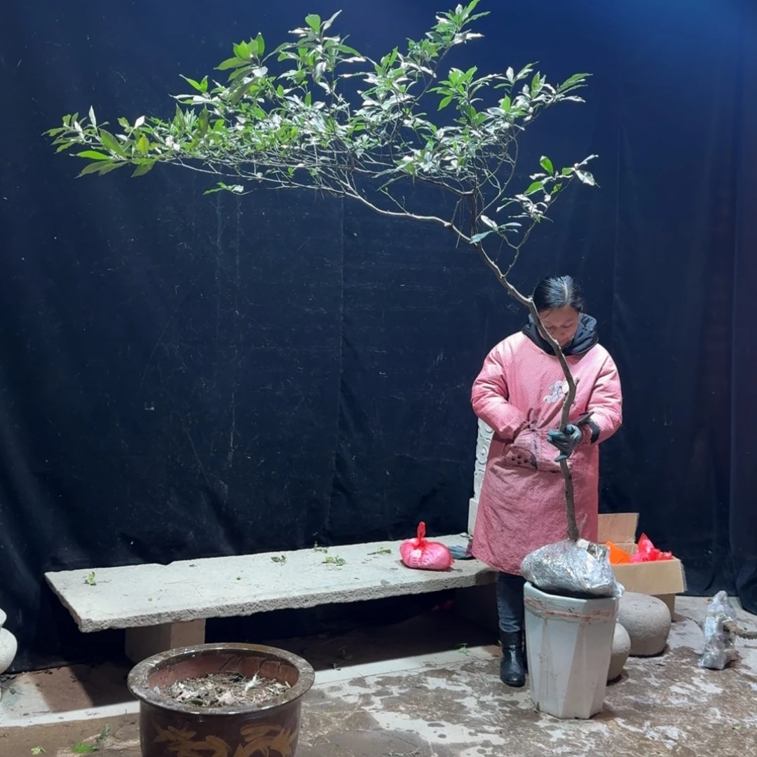 y***g完全开放栀子花生桩一物一拍
