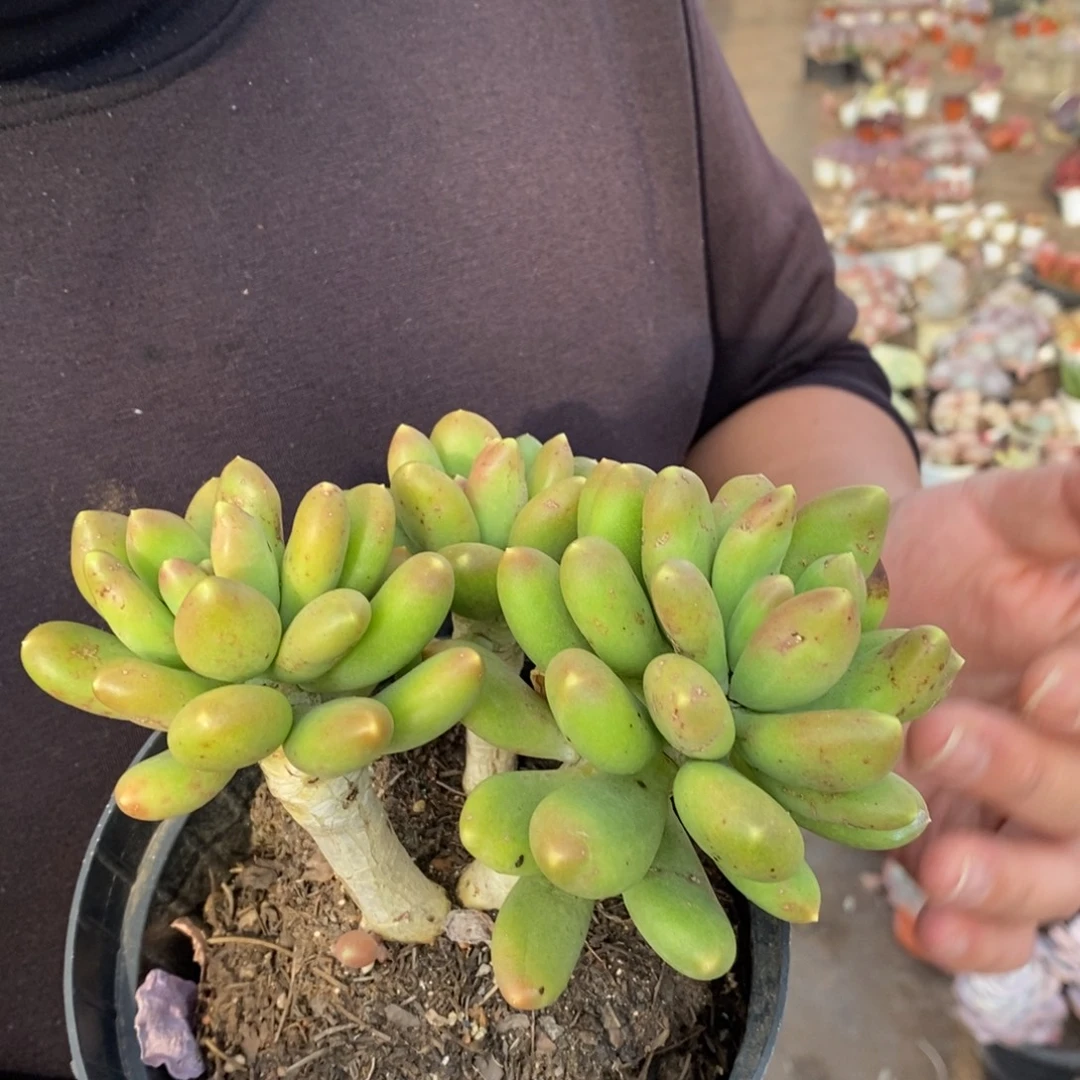 金蝉三大头起发老桩