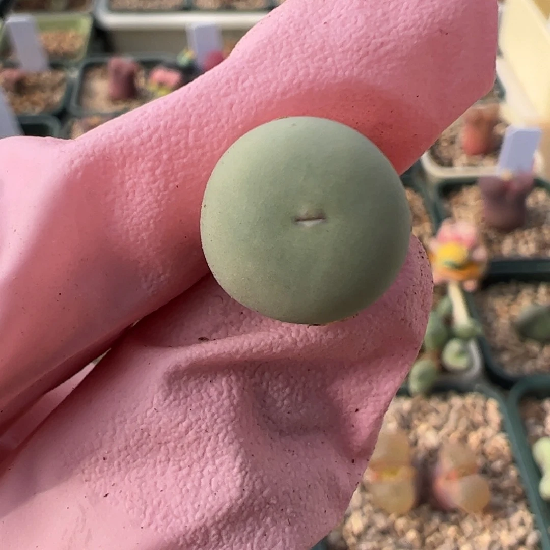 871 好看的多肉冲冲冲