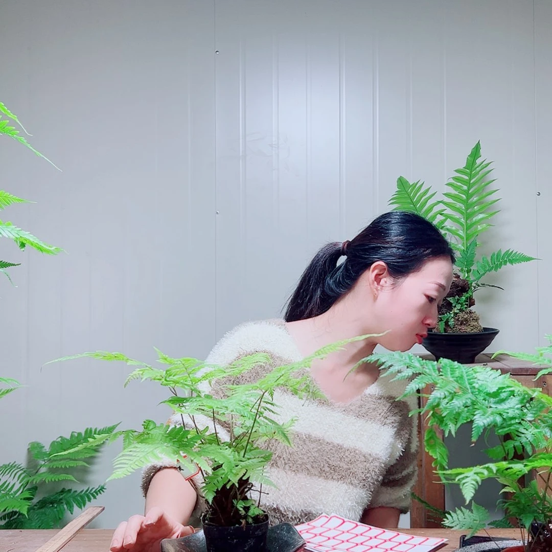 无花朵无*?金丝虹鳞蕨