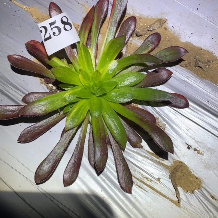孔雀七彩多肉植物258