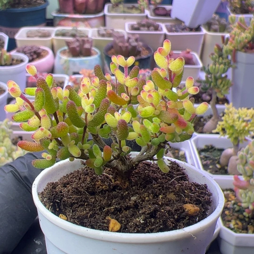 多肉植物枝干飞机猪