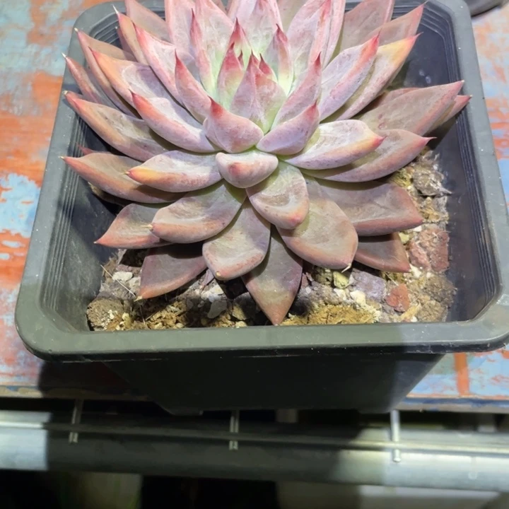 韩***肉精控多肉一物一拍