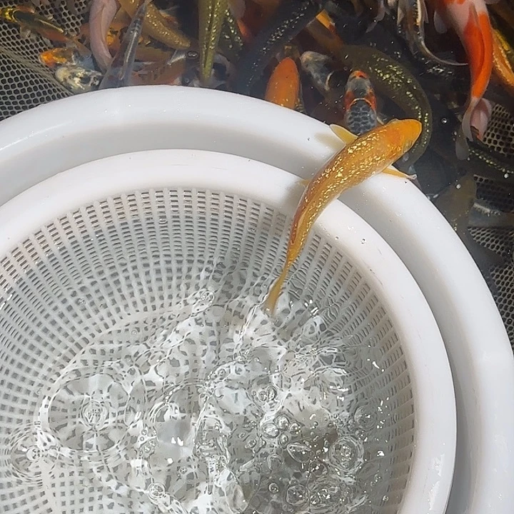 d***）海水锦鲤的故事是