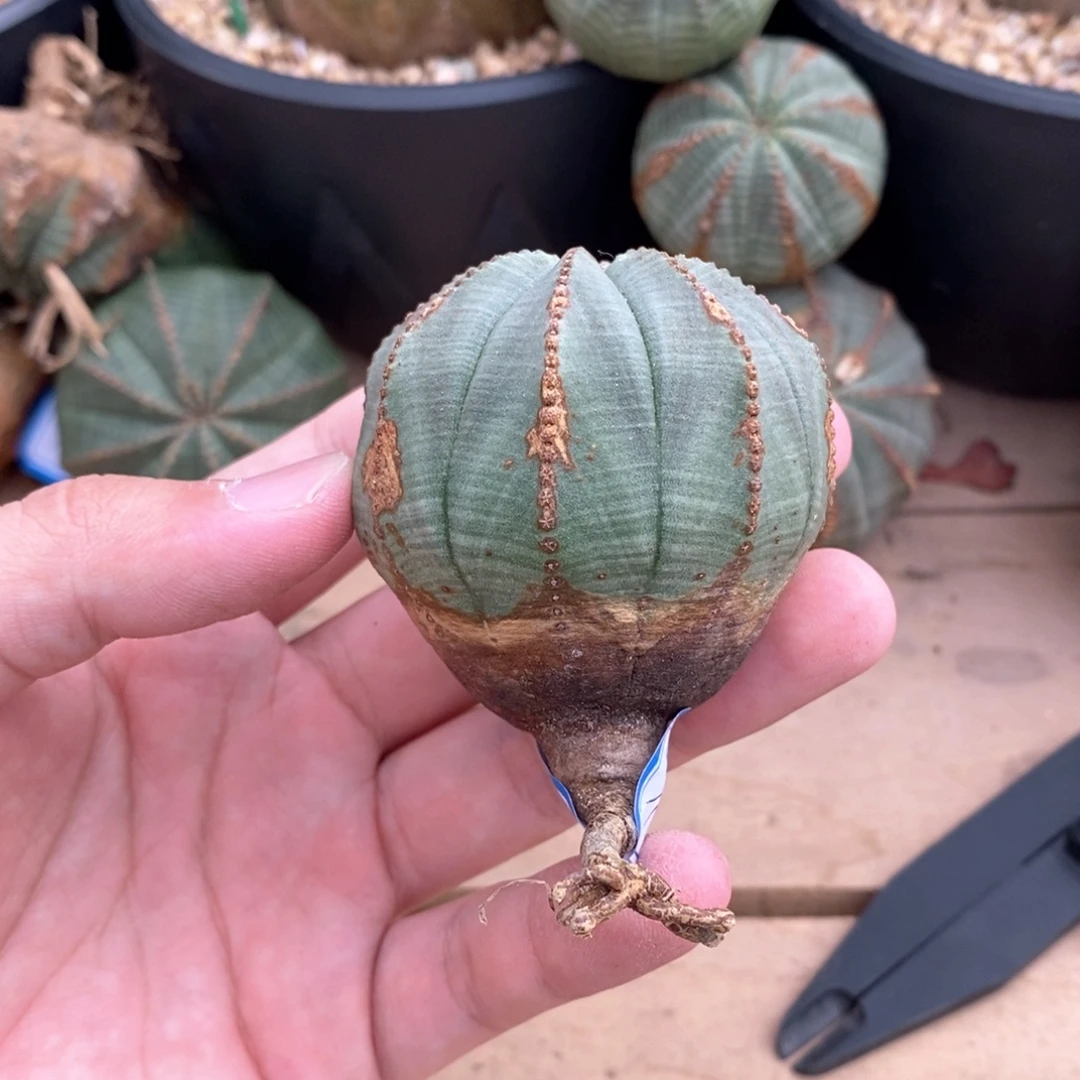 13 欧系实生布纹球多肉植物