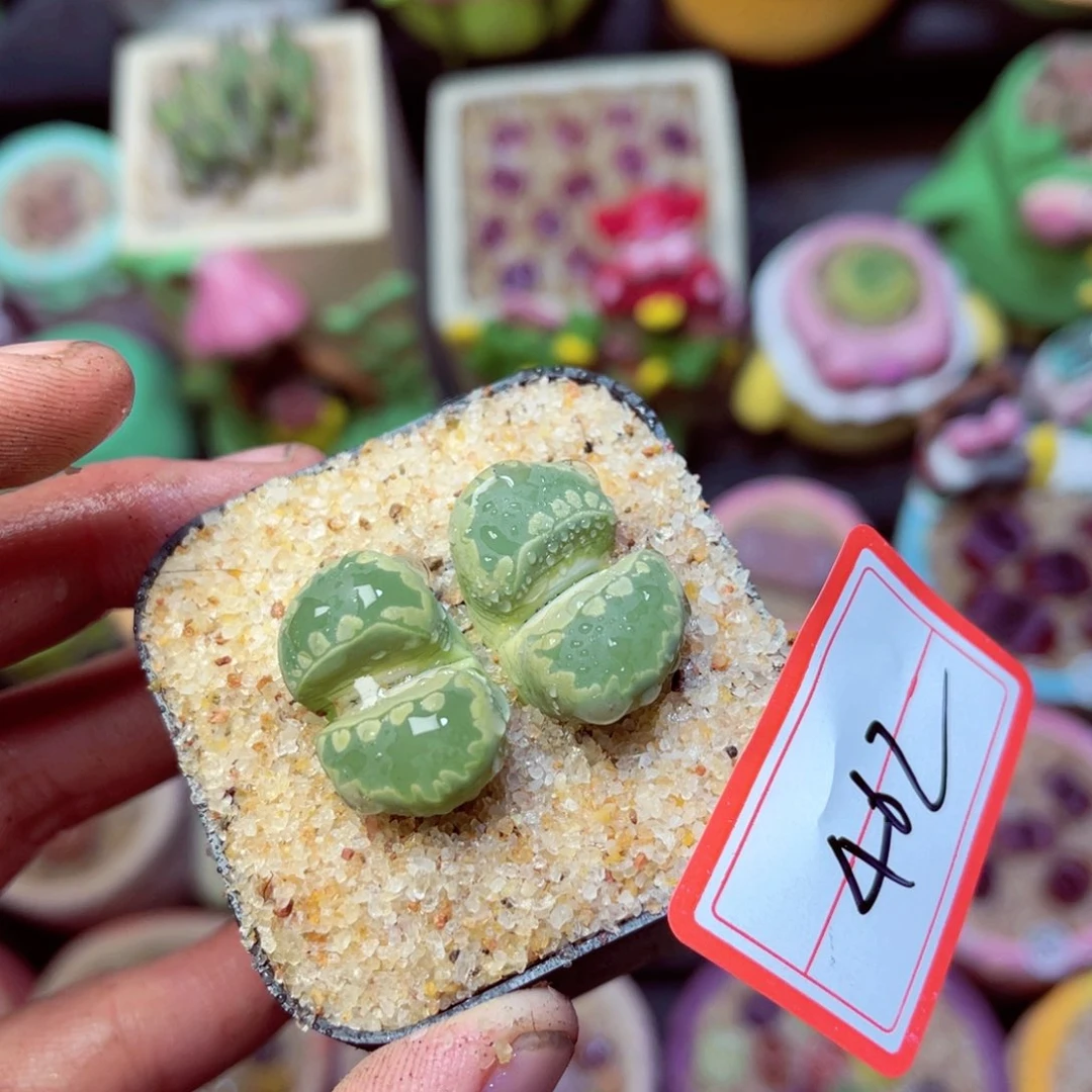 462生石花带盆发