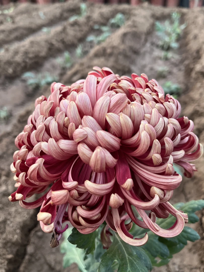 【百宝箱菊花】九月菊大花盆栽新手