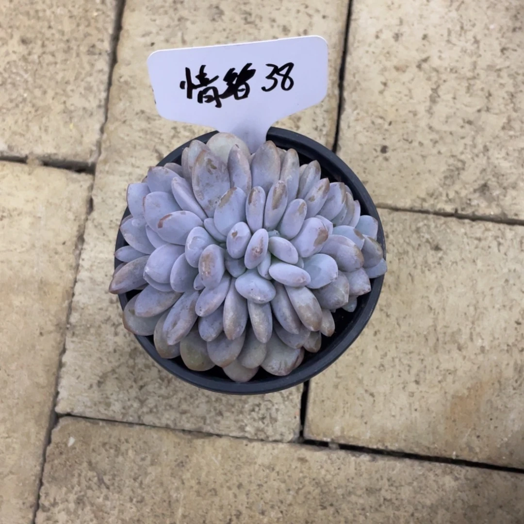 做***人情绪38。