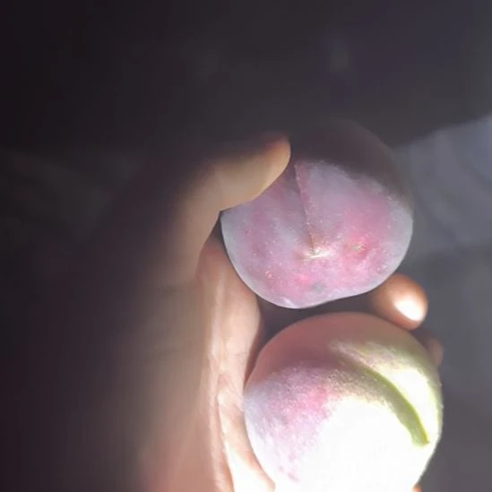 潍坊冬雪蜜桃冬桃4.5斤秒杀价