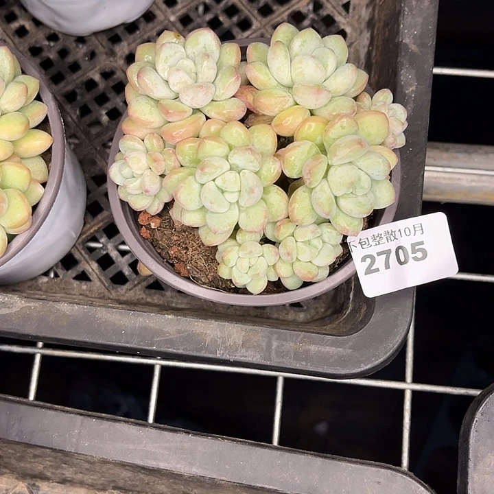 阿雅园艺。       2705泡泡糖