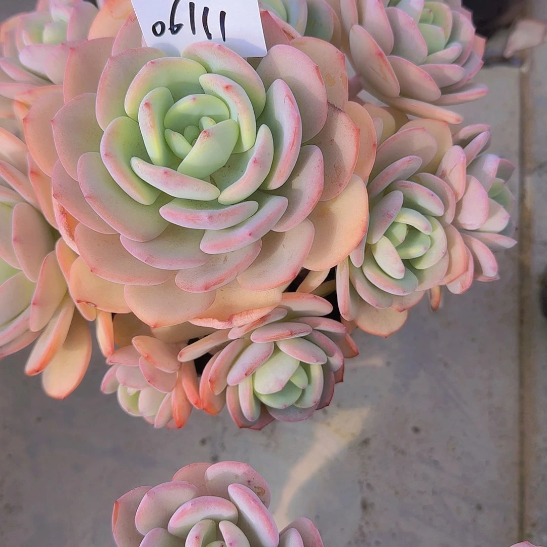 ❅*❅06111白月光多肉