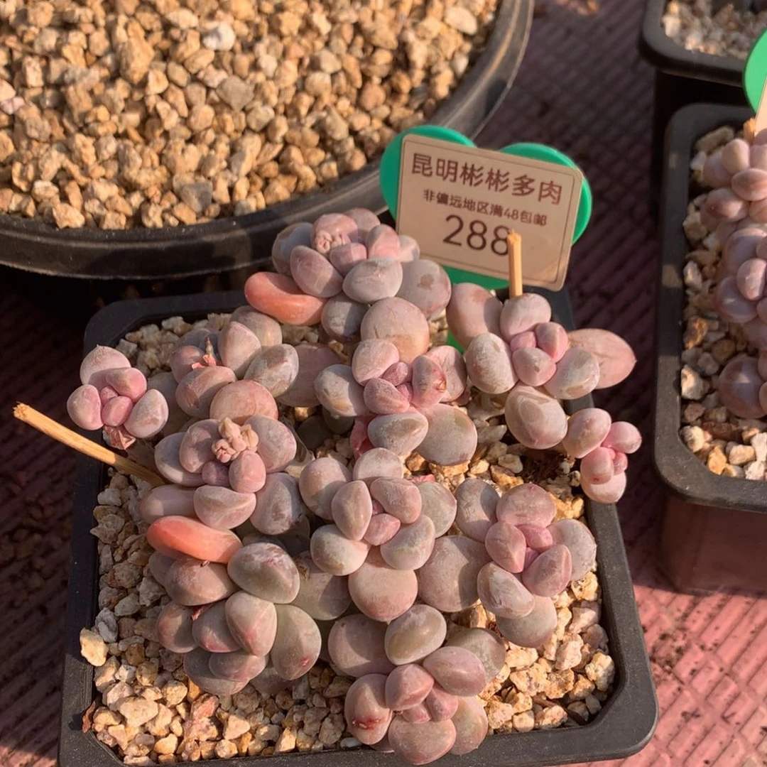 圆**咚丸叶香玉矮桩平头288