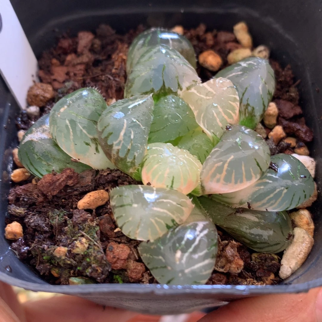 紫罗兰玉露锦，带盆一起