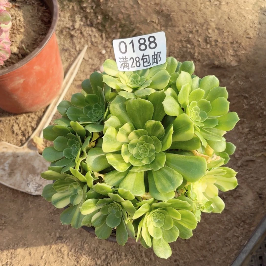 A.   0188五彩琉璃多肉