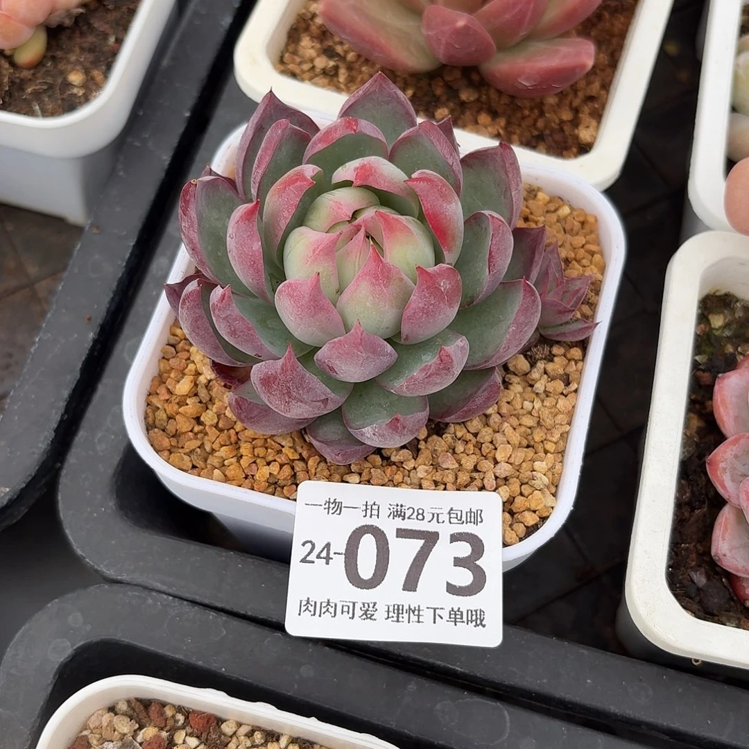 惊鸿无盆土发货多肉无