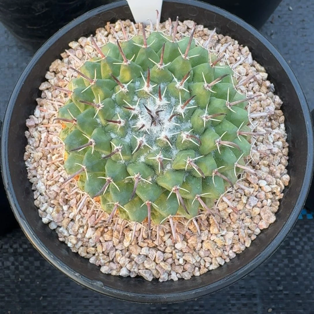 仙人球金钢石实生根