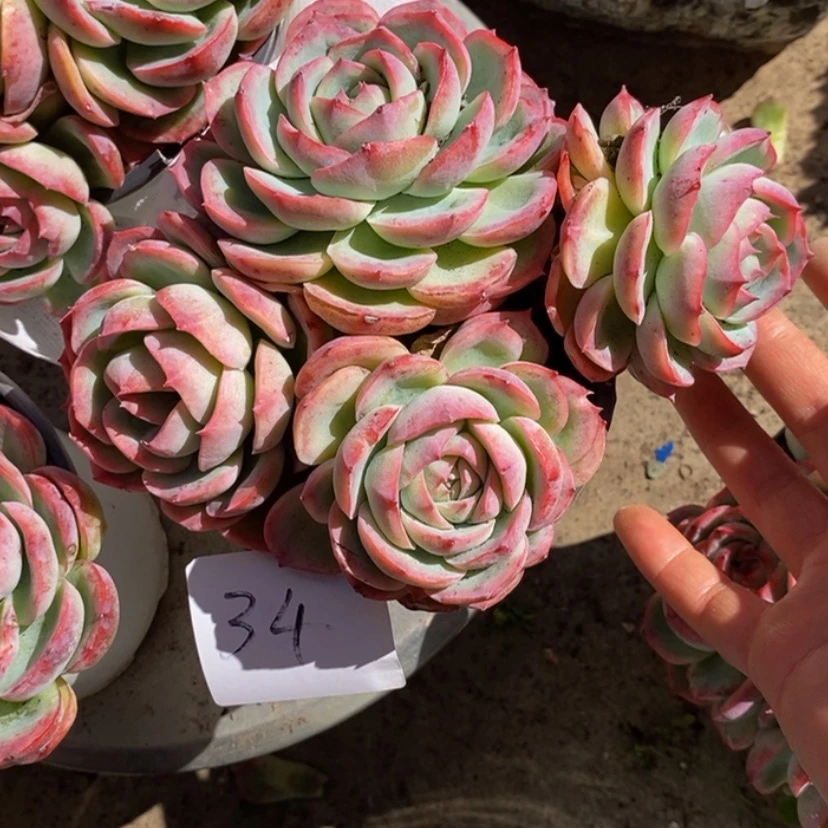【闪购商品】黄*茜多肉植物