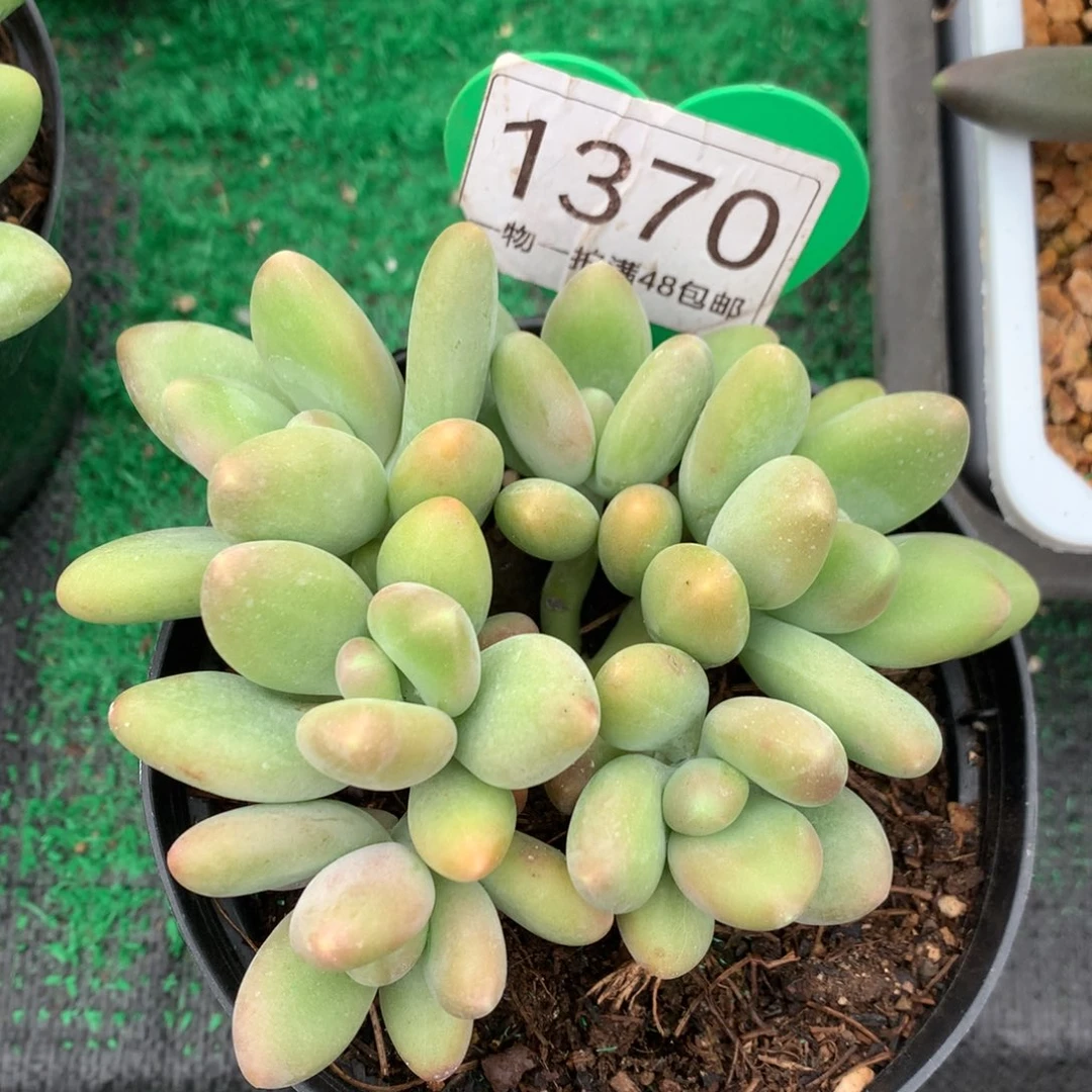 kk美人无砍平头1370