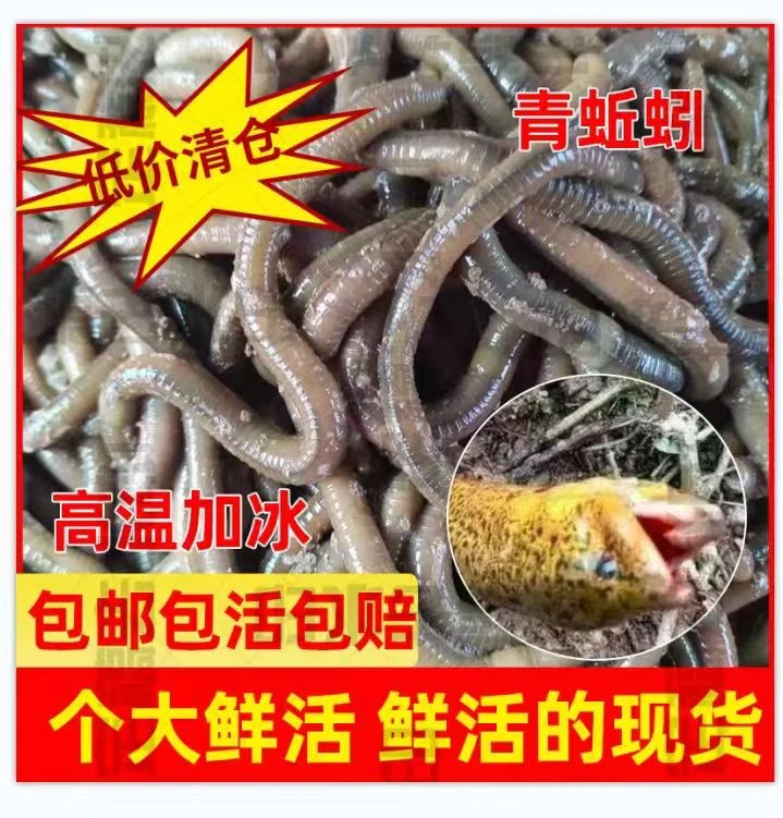 鲜活黑蚯蚓青蚯蚓特大味浓钓黄鳝野钓钓鱼活体活饵