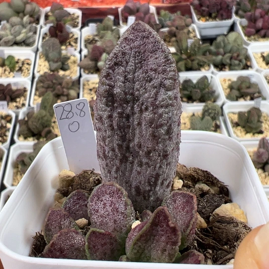 紫色系斑点款实生新品