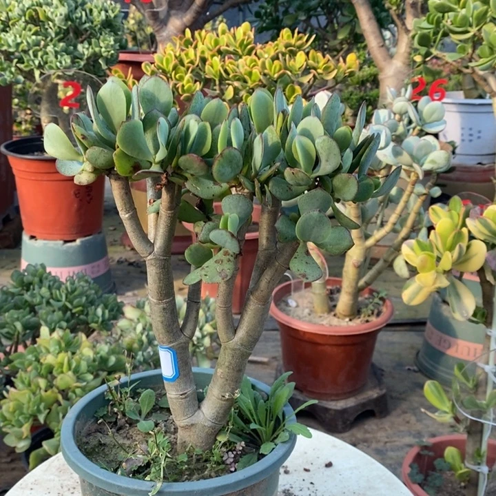 蓝鸟花月一物一拍